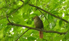 Syndactyla rufosuperciliata
