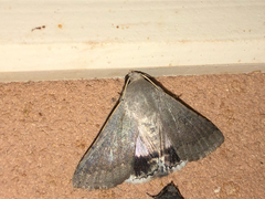 Pandesma submurina