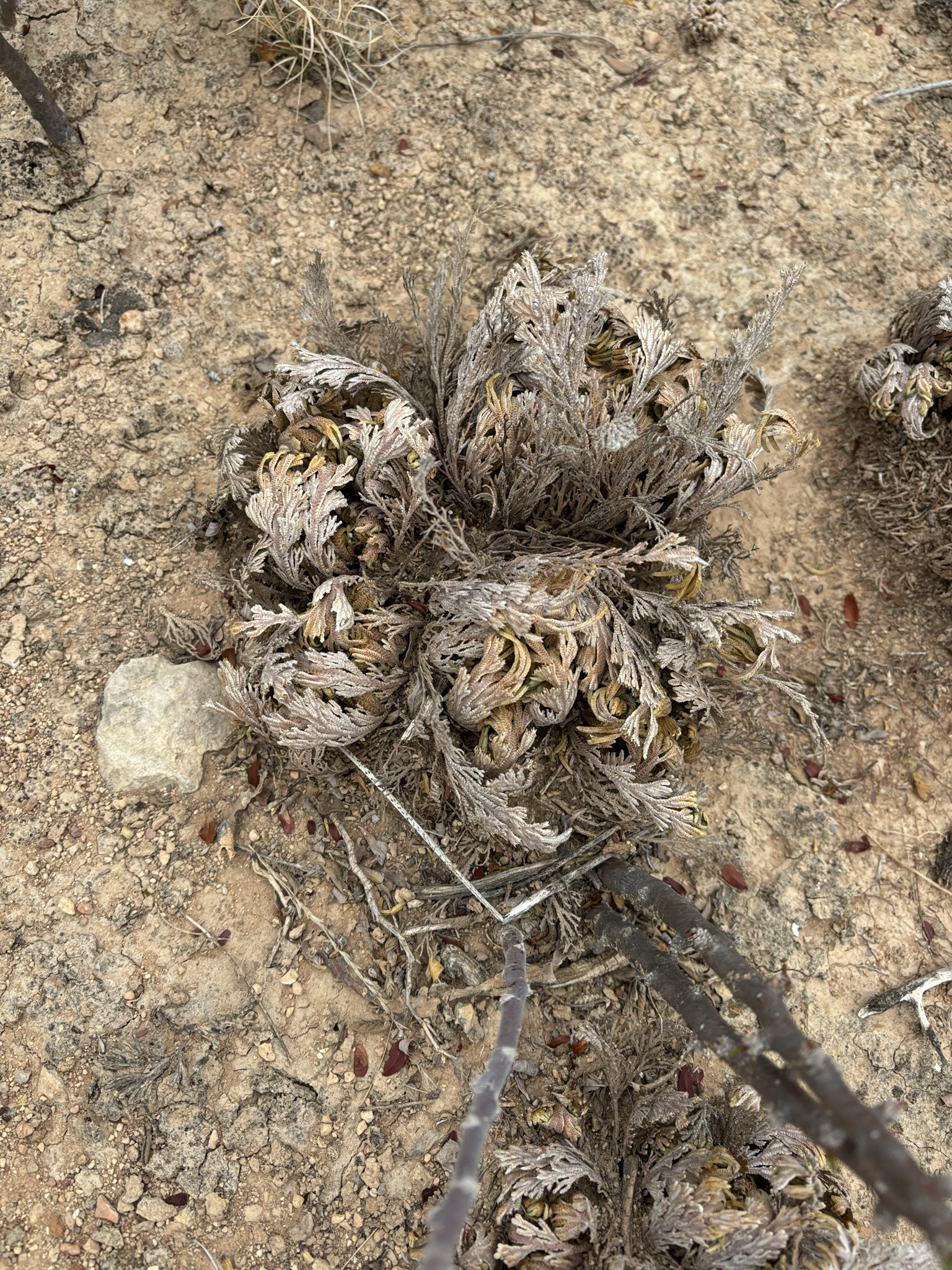 Flower Of Stone (Selaginella lepidophylla)