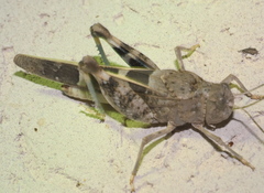 Leprus