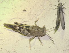 Leprus