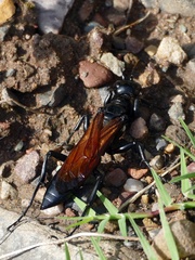 Dynatus nigripes