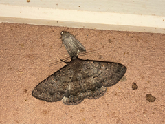 Eudesmeola lawsoni