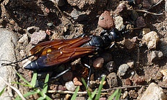 Dynatus nigripes