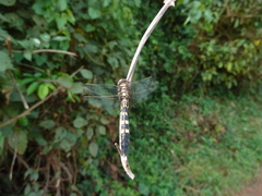 Anisoptera