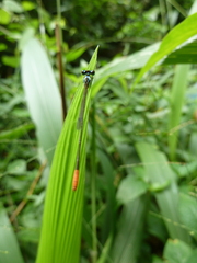 Agriocnemis