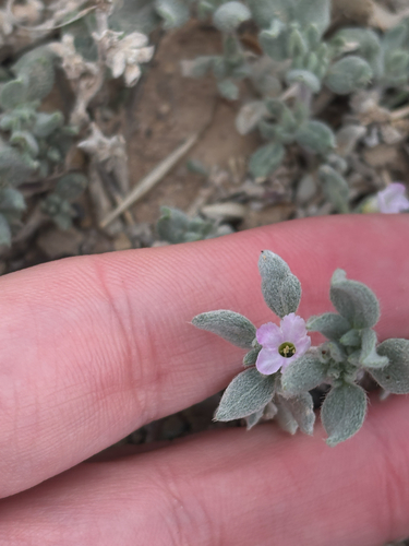 Shrubby Tiquilia (Tiquilia canescens)