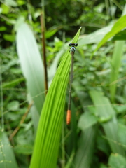 Agriocnemis