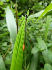 Agriocnemis