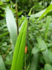 Agriocnemis