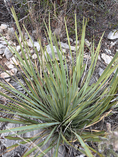 San Angelo Yucca (Yucca reverchonii)