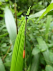 Agriocnemis
