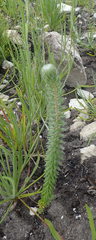 Phylica curvifolia