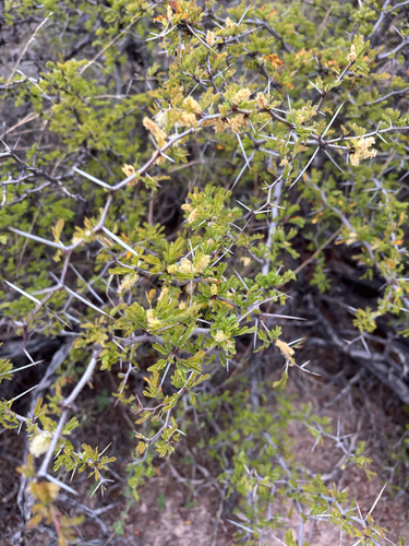 Blackbrush Acacia (Vachellia rigidula)