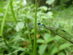 Agriocnemis