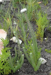 Phylica curvifolia