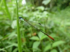 Agriocnemis