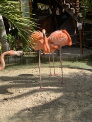 Phoenicopterus