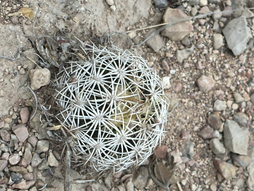 Rhinoceros Cactus (Coryphantha echinus)