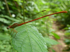 Zygoptera