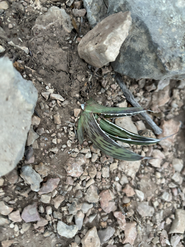lechuguilla (Agave lechuguilla)
