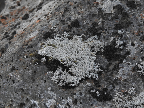 drevkatec (Stereocaulon)