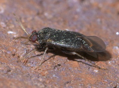 Phoenicocoris