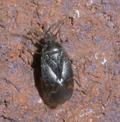 Phoenicocoris