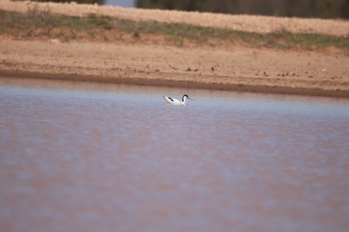 Pied Avocet