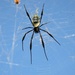 Southern Blackleg Orbweaver - Photo (c) Keith, some rights reserved (CC BY-NC), uploaded by Keith
