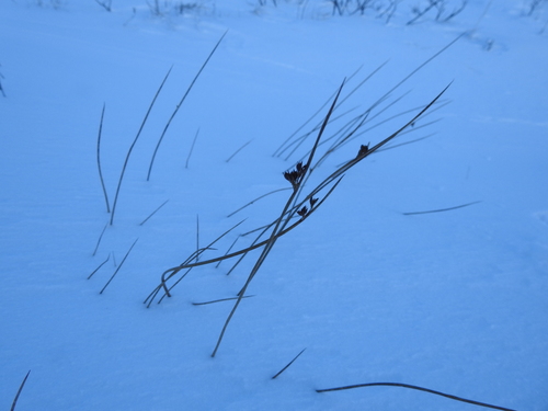 sitina (Juncus)