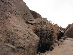 Copiapoa atacamensis