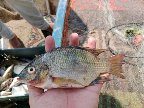 Mango tilapia (Sarotherodon galilaeus) — Cichlidae — 2
