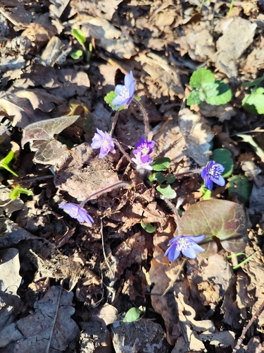 Triskiautė žibuoklė