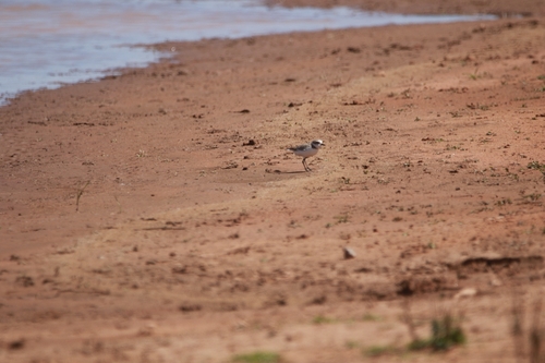 Kentish Plover