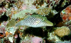 Canthigaster tyleri