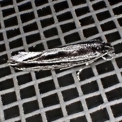 Nemapogon rileyi