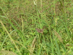 Prinia subflava