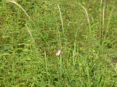 Prinia subflava