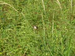 Prinia subflava