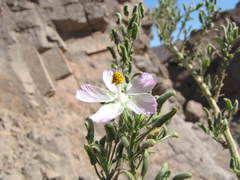 Cristaria integerrima integerrima