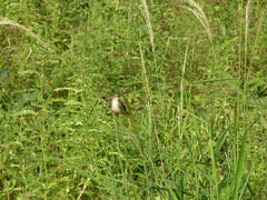 Prinia subflava