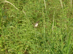 Prinia subflava