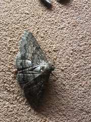 Eudesmeola lawsoni