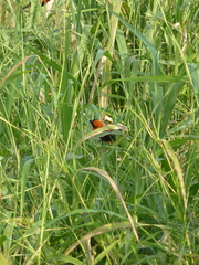 Euplectes hordeaceus