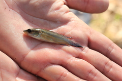 Crenicichla lepidota