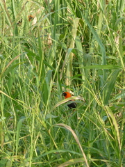 Euplectes hordeaceus