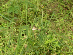 Prinia subflava