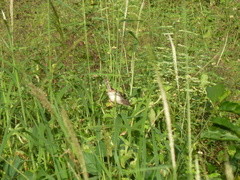 Prinia subflava