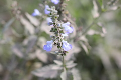 Salvia pallida